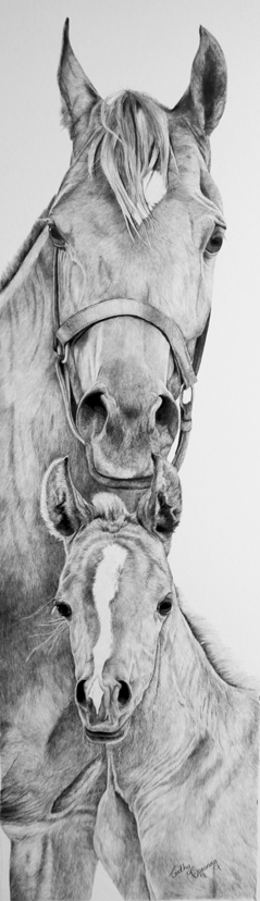 Arab mare foal